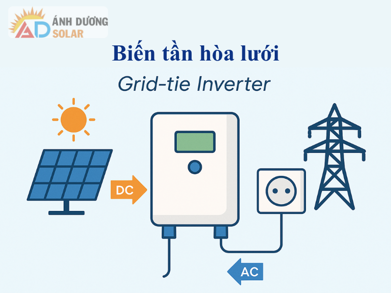 bien-tan-hoa-luoi-va-doc-lap-1